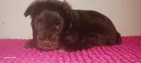 Mia's Lavender Ribbon Girl , a female Miniature Schnauzer for sale in Norman, OK – 3 of 10