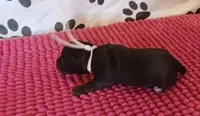Mia's Lavender Ribbon Girl , a female Miniature Schnauzer for sale in Norman, OK – 3 of 10