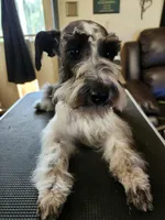 Stitch reduced! Reduced! Reduced!, a male Miniature Schnauzer for sale in Norman, OK – 2 of 10