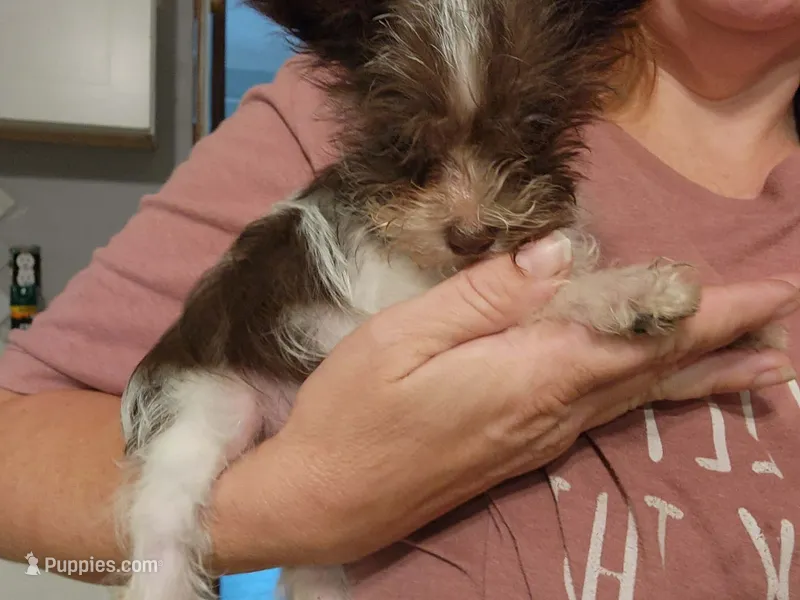 Chocolate Chip – Miniature Schnauzer puppy for sale in Norman, OK