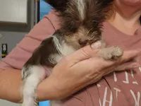 Chocolate Chip, a male Miniature Schnauzer for sale in Norman, OK – 3 of 4
