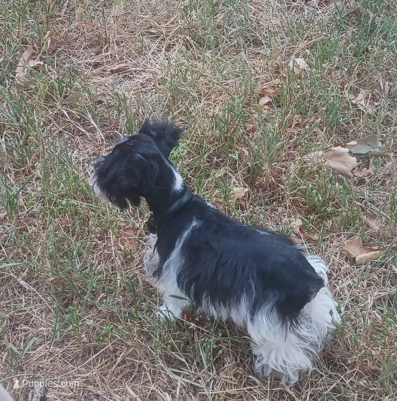 Tiny boy – Miniature Schnauzer puppy for sale in Norman, OK