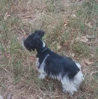 Tiny boy, a male Miniature Schnauzer for sale in Norman, OK – 1 of 10
