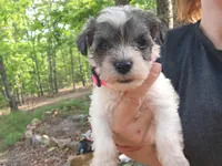 Princess Peach, a female Miniature Schnauzer for sale in Norman, OK – 1 of 7