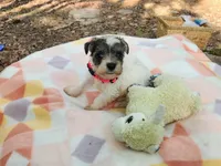 Princess Peach, a female Miniature Schnauzer for sale in Norman, OK – 3 of 7
