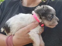 Princess Peach, a female Miniature Schnauzer for sale in Norman, OK – 6 of 7