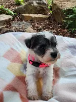 Princess Peach, a female Miniature Schnauzer for sale in Norman, OK – 5 of 7