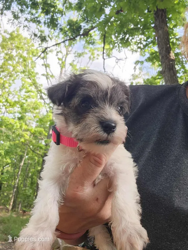 Princess Peach – Miniature Schnauzer puppy for sale in Norman, OK