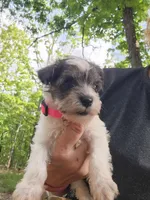 Princess Peach, a female Miniature Schnauzer for sale in Norman, OK – 4 of 7