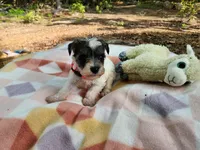 Princess Peach, a female Miniature Schnauzer for sale in Norman, OK – 2 of 7