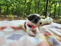 Princess Peach, a female Miniature Schnauzer for sale in Norman, OK – 7 of 7