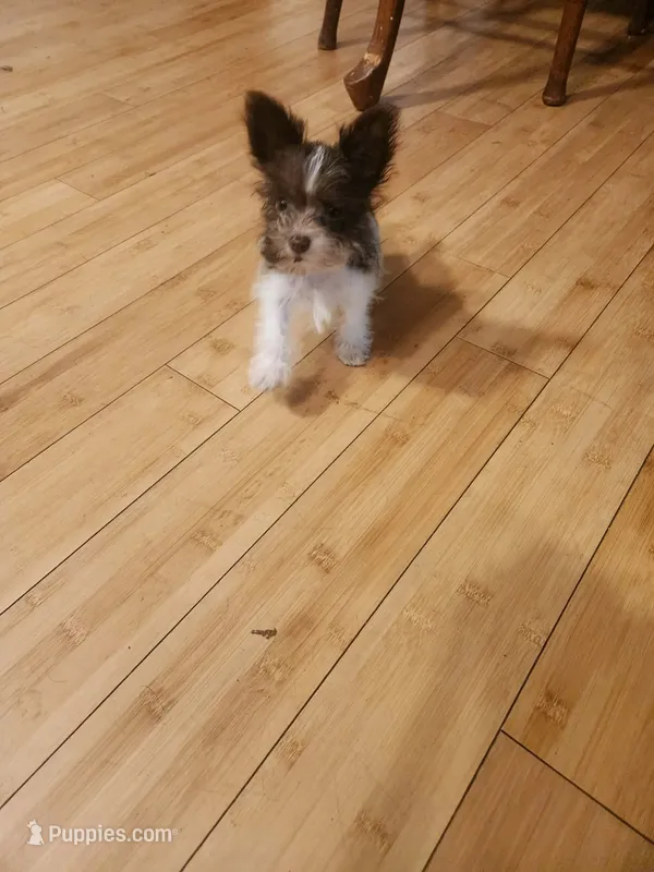 Chocolate Chip *reduced* – Miniature Schnauzer puppy for sale in Norman, OK