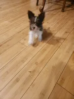 Chocolate Chip, a male Miniature Schnauzer for sale in Norman, OK – 2 of 4