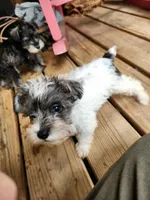 Miss Mallow, a female Miniature Schnauzer for sale in Norman, OK – 1 of 8
