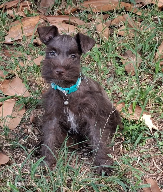 Mia's Seafoam Ribbon Girl – Miniature Schnauzer puppy for sale in Norman, OK