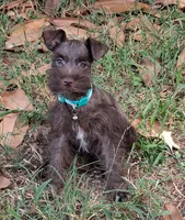 Mia's Seafoam Ribbon Girl, a female Miniature Schnauzer for sale in Norman, OK – 5 of 10