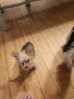 Vanilla Waffer, a male Miniature Schnauzer for sale in Norman, OK – 5 of 5