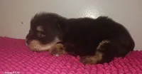 Mia's Little Boy, a male Miniature Schnauzer for sale in Norman, OK – 10 of 10