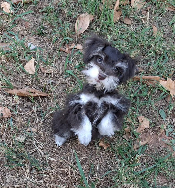 Mia's Little Boy – Miniature Schnauzer puppy for sale in Norman, OK