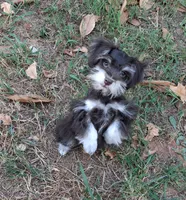 Mia's Little Boy, a male Miniature Schnauzer for sale in Norman, OK – 1 of 10