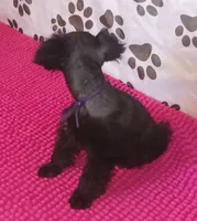 Tiara's Purple Ribbon Girl, a female Miniature Schnauzer for sale in Norman, OK – 8 of 10