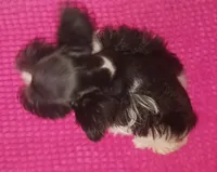 Tiny boy, a male Miniature Schnauzer for sale in Norman, OK – 8 of 10