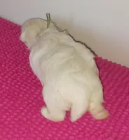Posey's Green Ribbon Boy , a male Maltese for sale in Norman, OK – 5 of 10