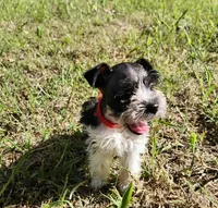 Hoppers Red Ribbon Girl, a female Miniature Schnauzer for sale in Norman, OK – 10 of 10