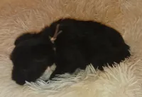 Tiara's Pink Ribbon Girl , a female Miniature Schnauzer for sale in Norman, OK – 8 of 10