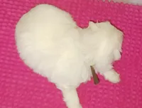 Posey's Brown Ribbon Boy , a male Maltese for sale in Norman, OK – 4 of 10