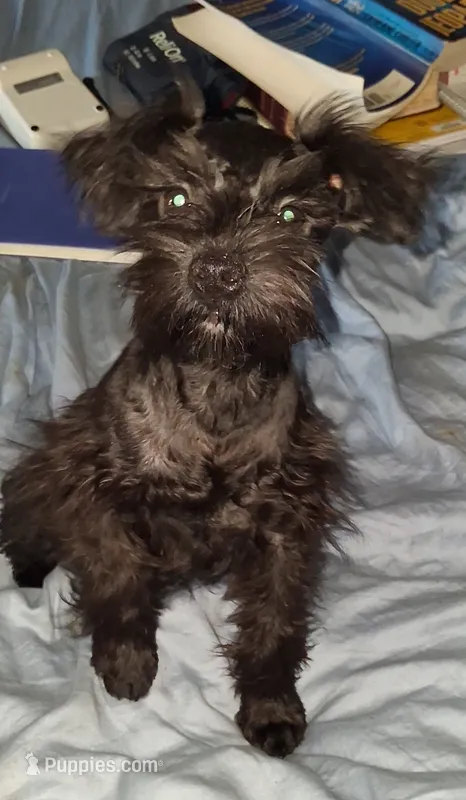 Tiara's Purple Ribbon Girl – Miniature Schnauzer puppy for sale in Norman, OK