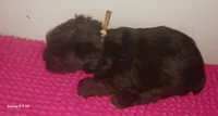 Mia's Lavender Ribbon Girl , a female Miniature Schnauzer for sale in Norman, OK – 5 of 10