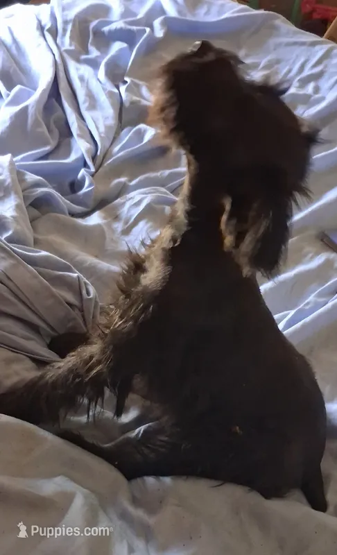 Tiara's Purple Ribbon Girl – Miniature Schnauzer puppy for sale in Norman, OK