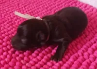 Mia's Pink Ribbon Girl , a female Miniature Schnauzer for sale in Norman, OK – 2 of 10