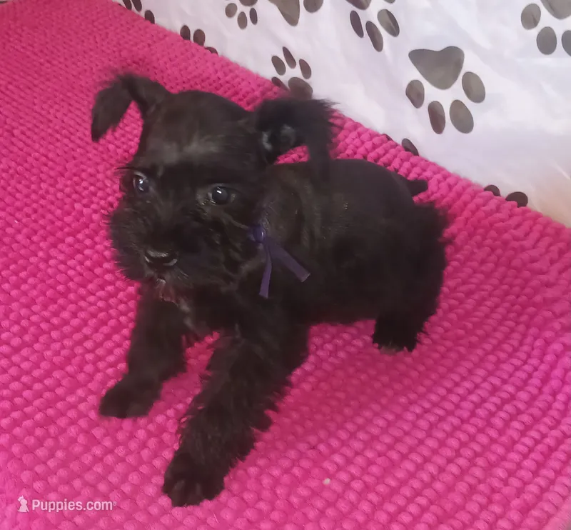 Tiara's Purple Ribbon Girl – Miniature Schnauzer puppy for sale in Norman, OK
