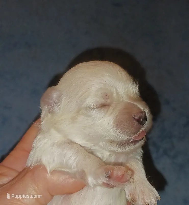 Posey's Light Pink Ribbon Girl  – Maltese puppy for sale in Norman, OK
