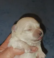 Posey's Light Pink Ribbon Girl , a female Maltese for sale in Norman, OK – 4 of 10