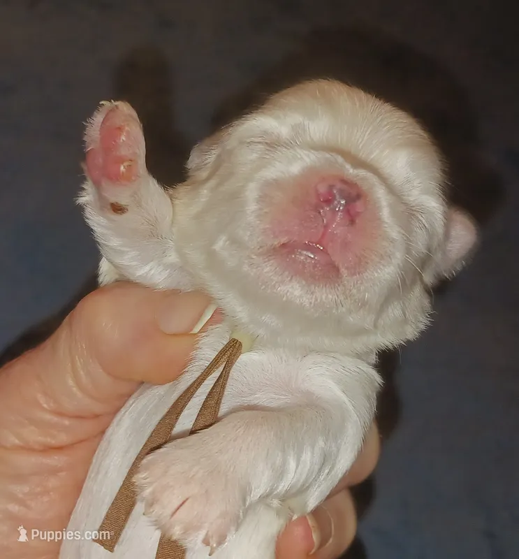 Posey's Brown Ribbon Boy , a male Maltese for sale in Norman, OK – 1 of 10