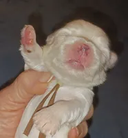 Posey's Brown Ribbon Boy , a male Maltese for sale in Norman, OK – 1 of 10