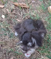 Mia's Little Boy, a male Miniature Schnauzer for sale in Norman, OK – 3 of 10