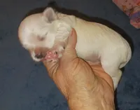 Posey's Green Ribbon Boy , a male Maltese for sale in Norman, OK – 8 of 10