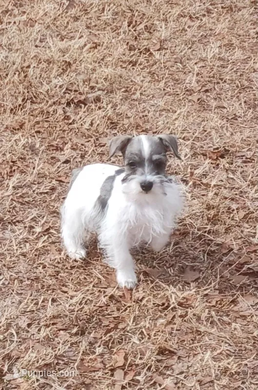 Mia's Green Ribbon – Miniature Schnauzer puppy for sale in Norman, OK