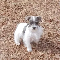 Mia's Green Ribbon, a male Miniature Schnauzer for sale in Norman, OK – Photo 1 of 10