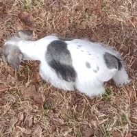 Mia's Green Ribbon, a male Miniature Schnauzer for sale in Norman, OK – Photo 10 of 10
