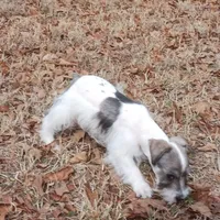Mia's Green Ribbon, a male Miniature Schnauzer for sale in Norman, OK – Photo 7 of 10