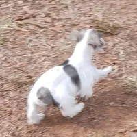 Mia's Green Ribbon, a male Miniature Schnauzer for sale in Norman, OK – Photo 6 of 10