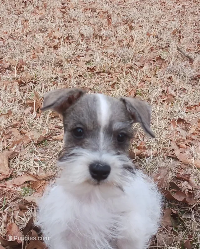 Mia's Green Ribbon – Miniature Schnauzer puppy for sale in Norman, OK