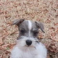 Mia's Green Ribbon, a male Miniature Schnauzer for sale in Norman, OK – Photo 9 of 10