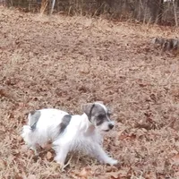 Mia's Green Ribbon, a male Miniature Schnauzer for sale in Norman, OK – Photo 4 of 10