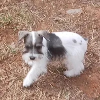 Mia's Green Ribbon, a male Miniature Schnauzer for sale in Norman, OK – Photo 3 of 10